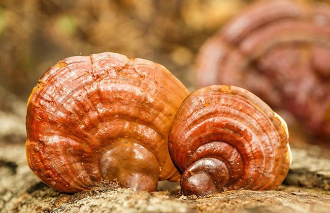 天然超级抗氧化剂——麦角硫因